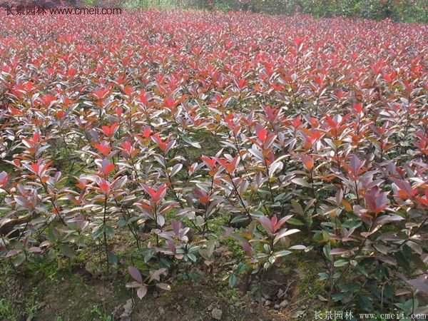 沭陽(yáng)基地紅葉石楠的價(jià)格