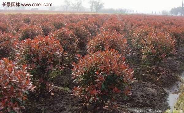 沭陽(yáng)基地紅葉石楠的價(jià)格