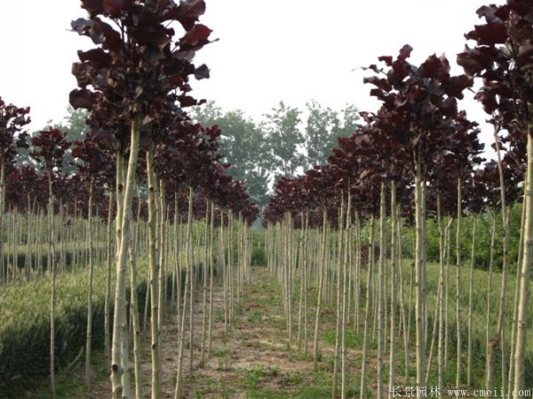 全紅楊基地全紅楊苗木圖片