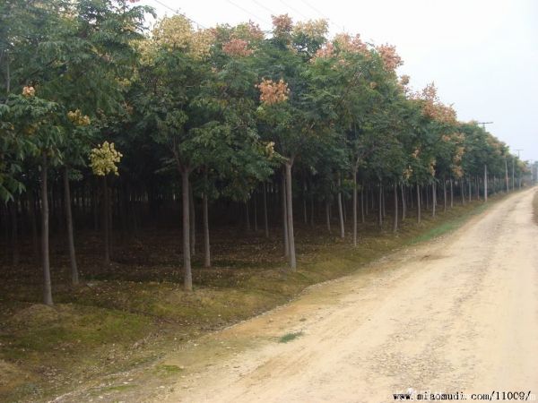 欒樹圖片欒樹基地