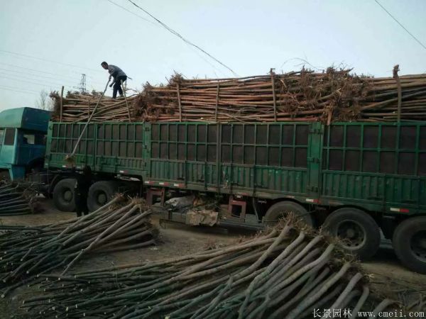 青皮垂柳圖片青皮垂柳基地實拍