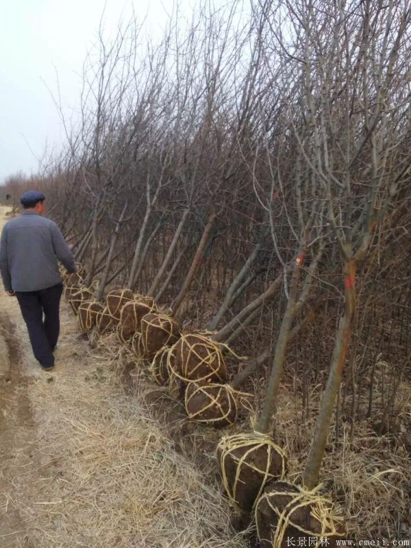 木瓜樹圖片木瓜樹基地實拍