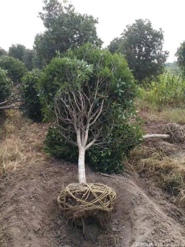 桂花樹圖片桂花樹基地實(shí)拍