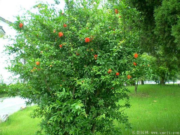 石榴樹(shù)圖片石榴樹(shù)基地實(shí)拍