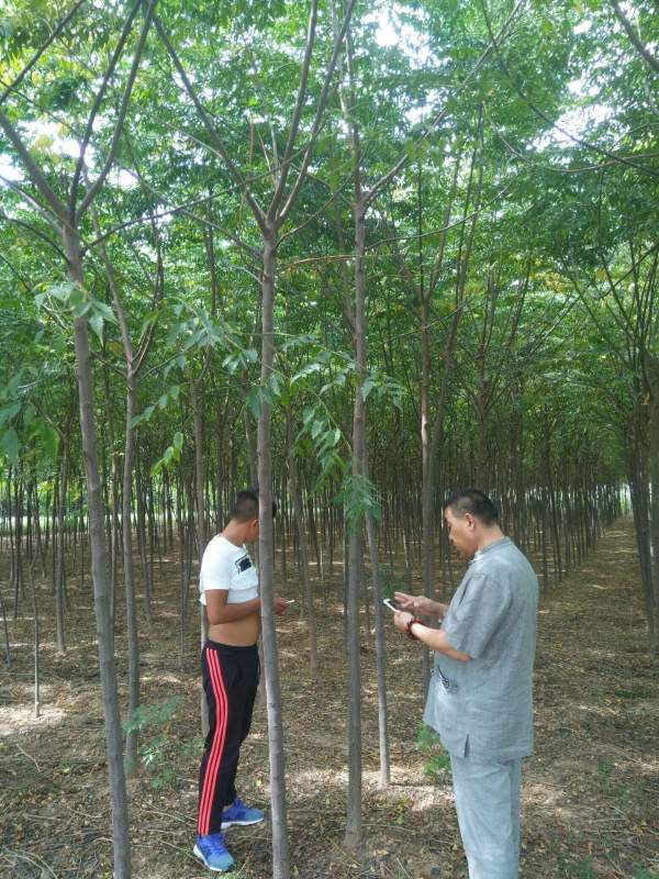 苦楝樹圖片苦楝樹基地實(shí)拍