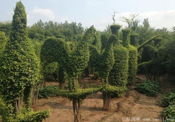 小葉女貞造型樹圖片基地實拍