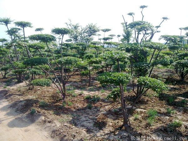 小葉女貞造型樹圖片基地實拍