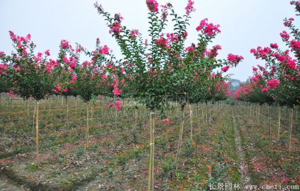 紫薇樹圖片基地實(shí)拍