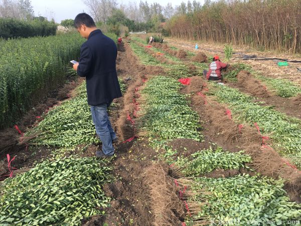 小葉女貞苗圖片基地實(shí)拍