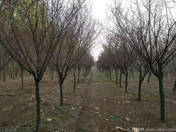 紅梅樹紅梅花圖片基地實(shí)拍