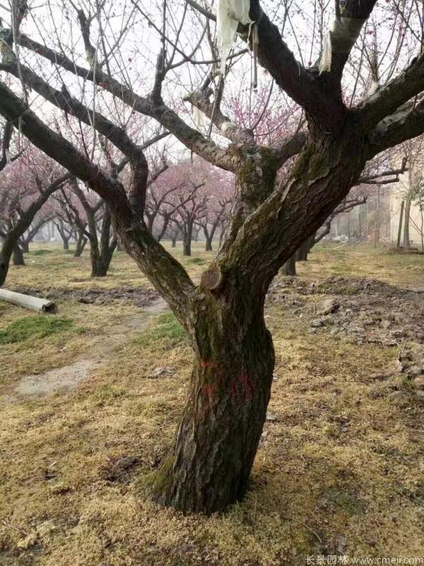 紅梅樹紅梅花圖片基地實(shí)拍