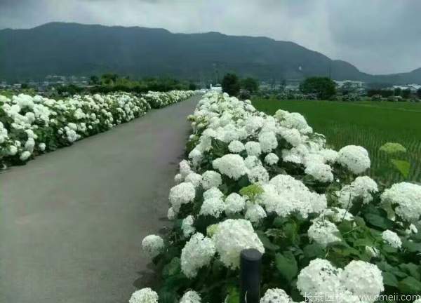 八仙花圖片基地實拍