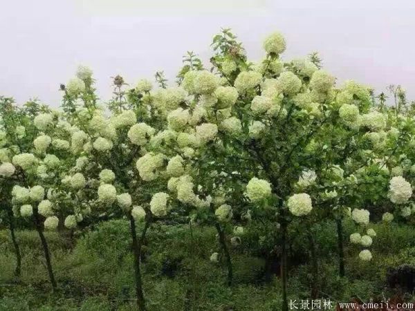 繡球花圖片基地實(shí)拍