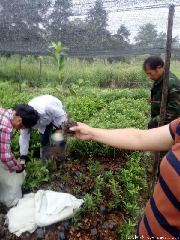 春鵑圖片基地實(shí)拍