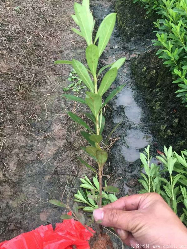 春鵑圖片基地實(shí)拍