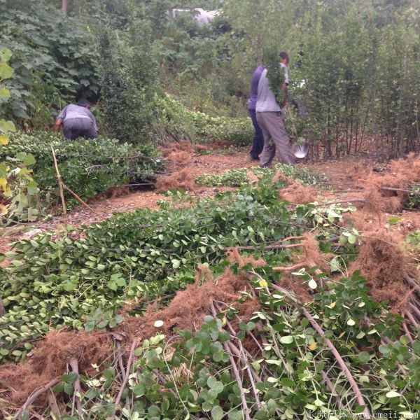 北海道黃楊圖片基地實拍