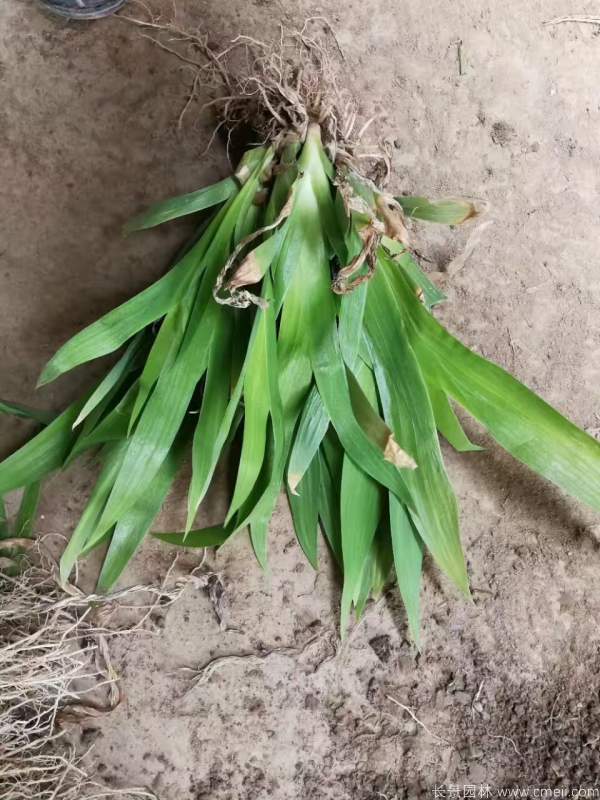 西伯利亞鳶尾基地實(shí)拍圖片