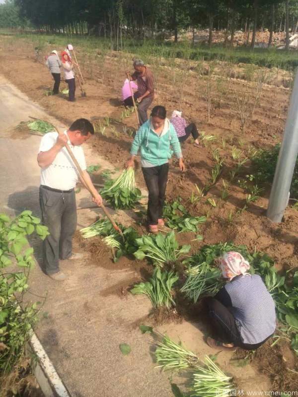 玉簪花圖片基地實(shí)拍