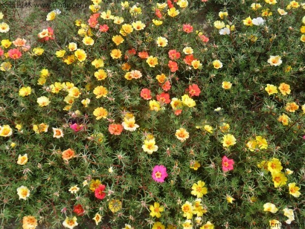 太陽(yáng)花種子發(fā)芽出苗開(kāi)花圖片