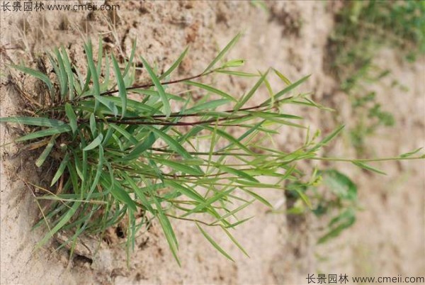 柴胡種子發(fā)芽出苗開花圖片