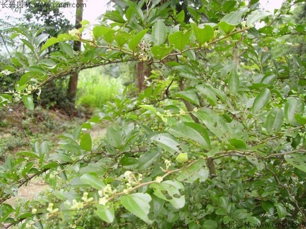 馬甲子種子發(fā)芽出苗圖片