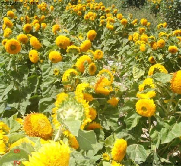 迷你向日葵種子發(fā)芽出苗開花圖片