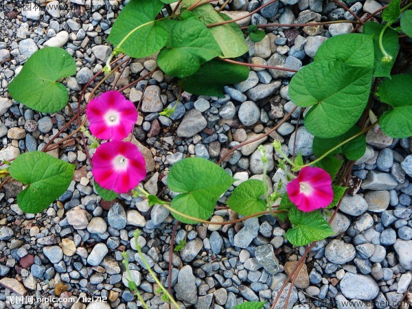 牽?；ǚN子發(fā)芽出苗開(kāi)花圖片