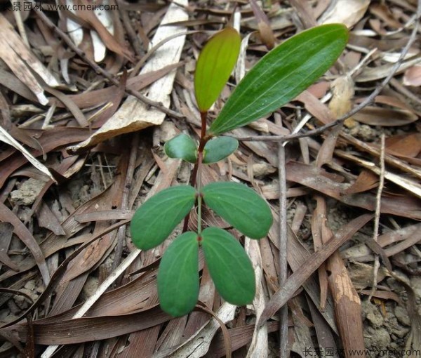 臺(tái)灣相思樹(shù)種子發(fā)芽出苗圖片