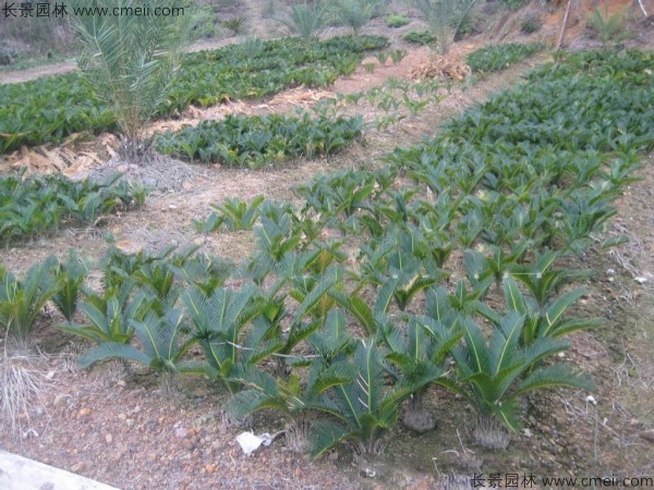 鐵樹(shù)種子發(fā)芽出苗圖片