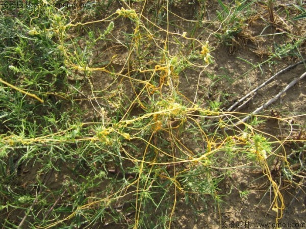 植物菟絲子圖片