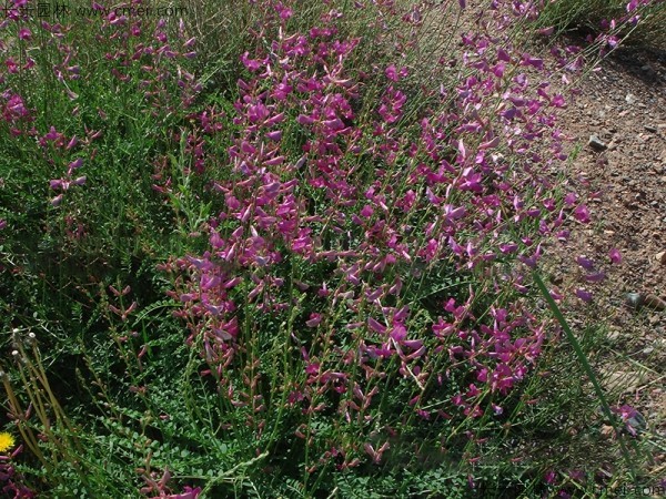 紅豆草開(kāi)花圖片