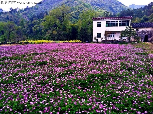 紫云英種子發(fā)芽出苗開花圖片