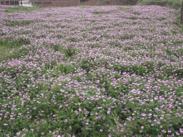 紫云英種子發(fā)芽出苗開花圖片