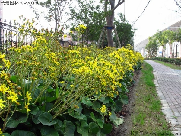 大吳風(fēng)草種子發(fā)芽出苗開(kāi)花圖片