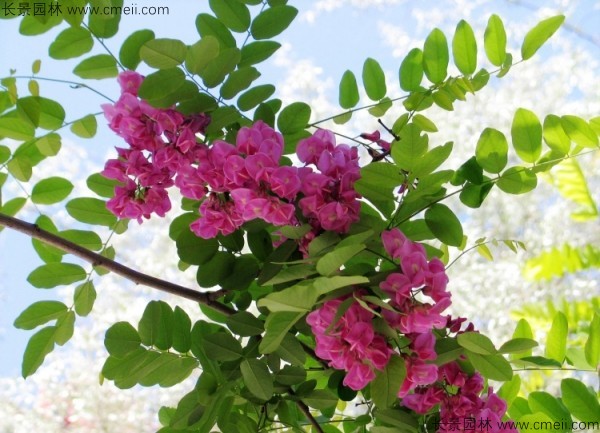 紅花槐種子發(fā)芽出苗開花圖片