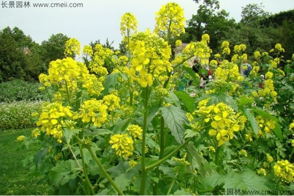 白芥子種子發(fā)芽出苗開花圖片