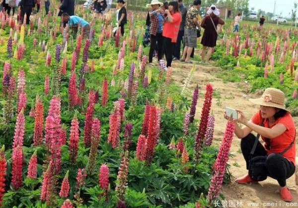 羽扇豆種子發(fā)芽出苗開(kāi)花圖片