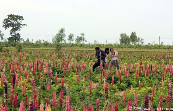 羽扇豆種子發(fā)芽出苗開(kāi)花圖片