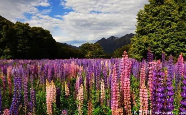 羽扇豆種子發(fā)芽出苗開(kāi)花圖片