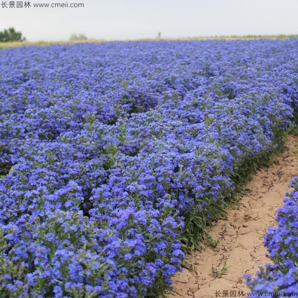 南非牛舌草種子發(fā)芽出苗開花圖片