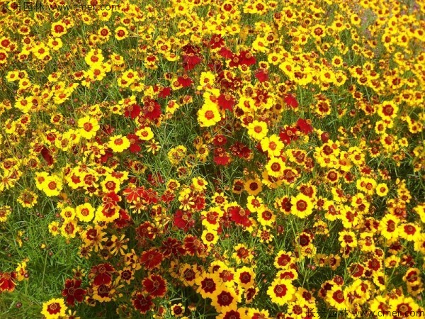 蛇目菊種子發(fā)芽出苗開(kāi)花圖片