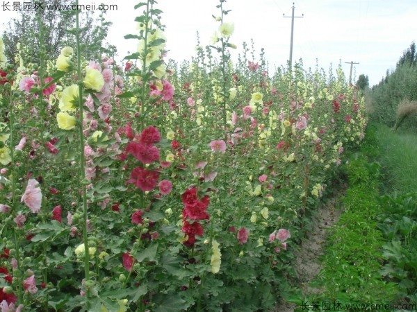 錦葵種子發(fā)芽出苗開花圖片