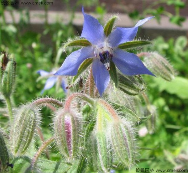 琉璃苣種子發(fā)芽出苗開花圖片