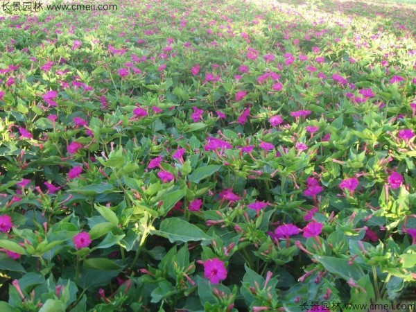 紫茉莉種子發(fā)芽出苗開(kāi)花圖片