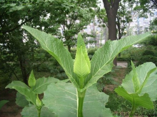 串葉松香草種子圖片