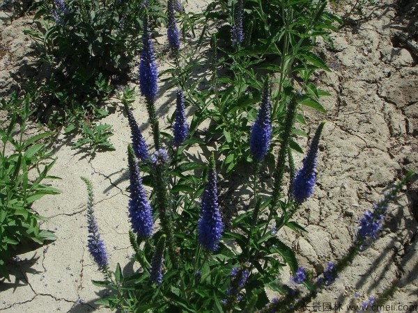 加拿大美女櫻種子發(fā)芽出苗開(kāi)花圖片