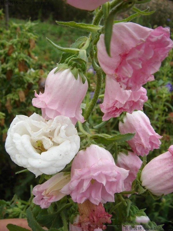 風(fēng)鈴花種子發(fā)芽出苗開(kāi)花圖片