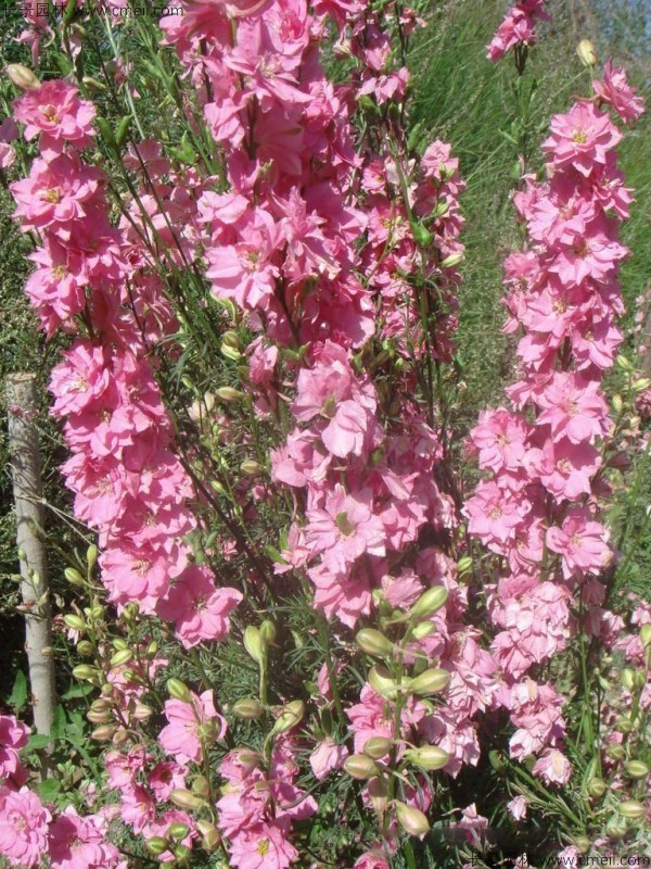 飛燕草種子發(fā)芽出苗開花圖片