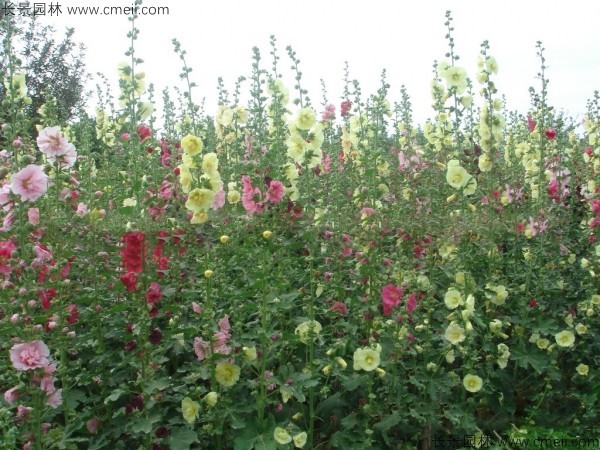 馬絡(luò)葵種子發(fā)芽出苗開(kāi)花圖片