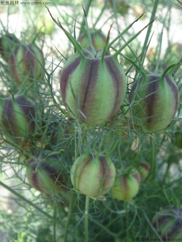 波斯寶石種子發(fā)芽出苗開(kāi)花圖片